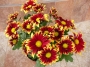 Хризантема (Chrysanthemum)