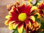Хризантема (Chrysanthemum)