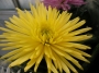 Хризантема (Chrysanthemum)