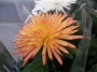 Хризантема (Chrysanthemum)