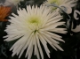 Хризантема (Chrysanthemum)