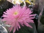 Хризантема (Chrysanthemum)