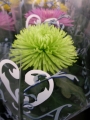 Хризантема (Chrysanthemum)