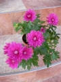 Хризантема (Chrysanthemum)
