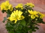 Хризантема жълта (Chrysanthemum)