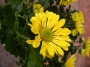 Хризантема жълта (Chrysanthemum)