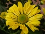 Хризантема жълта (Chrysanthemum)