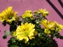 Хризантема жълта (Chrysanthemum)