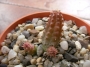 Хуерния (Huernia echidnopsioides)