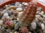 Хуерния (Huernia echidnopsioides)
