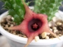 Хуерния (Huernia echidnopsioides)