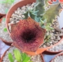 Хуерния (Huernia clavigera)