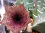 Хуерния (Huernia clavigera)
