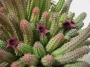 Хуерния (Huernia echidnopsioides)