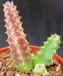 Хуерния (Huernia hallii PVB3529)