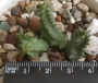 Хуерния (Huernia hallii PVB3529)
