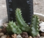 Хуерния (Huernia hallii PVB3529)