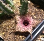 Хуерния (Huernia Hislopii)