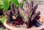 Хуерния (Huernia macrocarpa)