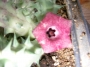 Хуерния (Huernia macrocarpa)