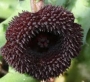 Хуерния (Huernia pendurata)