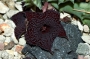 Хуерния (Huernia pendurata)