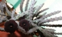 Хуерния (Huernia pendurata)