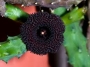 Хуерния (Huernia pendurata)