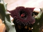 Хуерния (Huernia pendurata)
