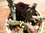 Хуерния (Huernia pendurata)
