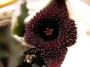 Хуерния (Huernia pendurata)