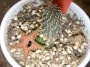 Хуерния (Huernia pillansii)