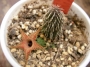 Хуерния (Huernia pillansii)