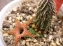 Хуерния (Huernia pillansii)