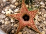 Хуерния (Huernia pillansii)