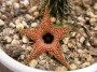 Хуерния (Huernia pillansii)