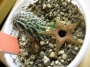 Хуерния (Huernia pillansii)