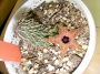Хуерния (Huernia pillansii)