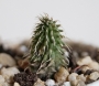Хуерния (Huernia pillansii)
