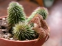 Хуерния (Huernia pillansii)