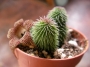 Хуерния (Huernia pillansii)