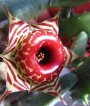 Хуерния (Huernia plowesii)