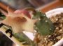 Хуерния (Huernia quinta)