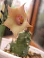 Хуерния (Huernia quinta)
