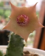 Хуерния (Huernia quinta)
