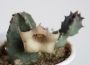 Хуерния (Huernia quinta)