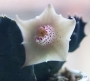 Хуерния (Huernia quinta)