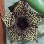 Хуерния (Huernia recondita)