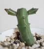 Хуерния (Huernia recondita)