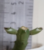 Хуерния (Huernia recondita)